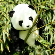 Giant Panda Plush Toy - Realistic National Treasure Panda Doll, Perfect Travel Souvenir & Cute Companion